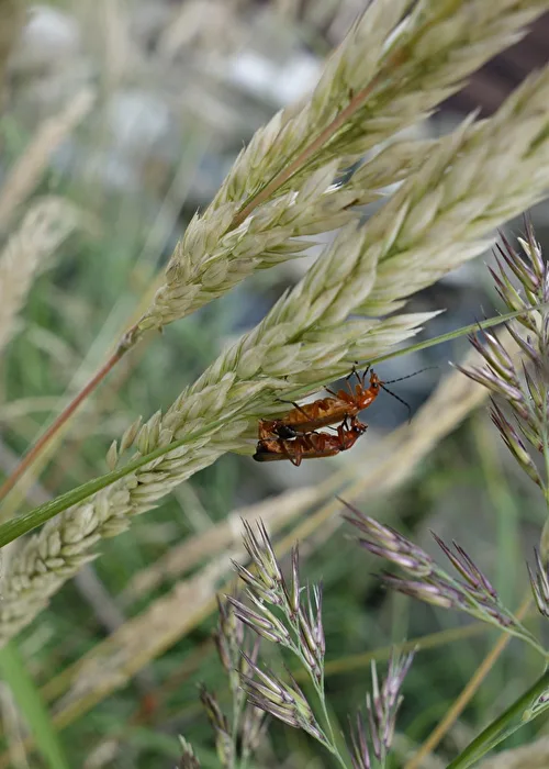 Sex on the blade of grass...