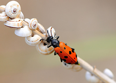 Vierpunktiger Ölkäfer - Mylabris hieracii quadripunctata