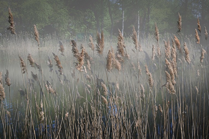 Der Jever Badesee im Nebel