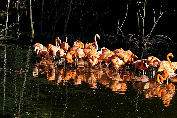 Flamingos