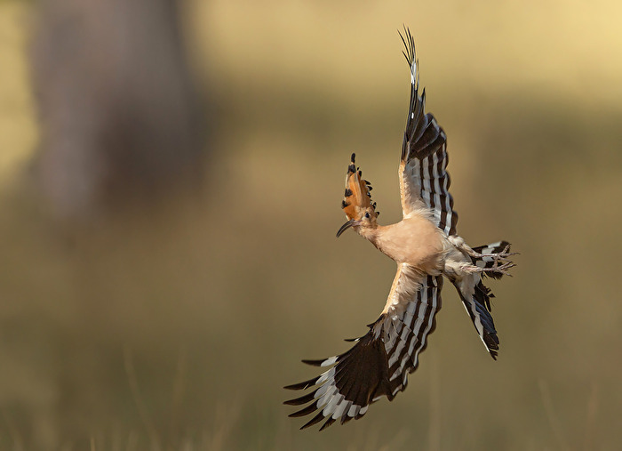 Wiedehopf beim Kehrtwende