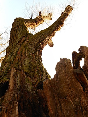 HANDSTAND