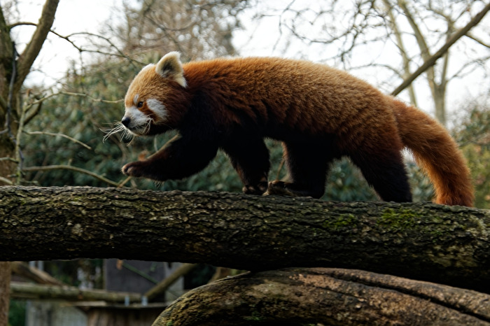 Kleiner Panda  ( Katzenbär )