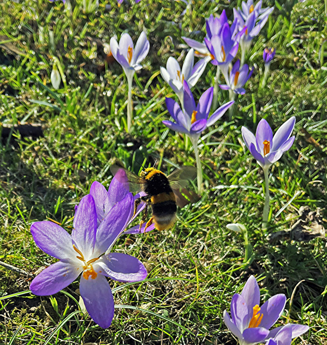 Hummel an Krokus 2