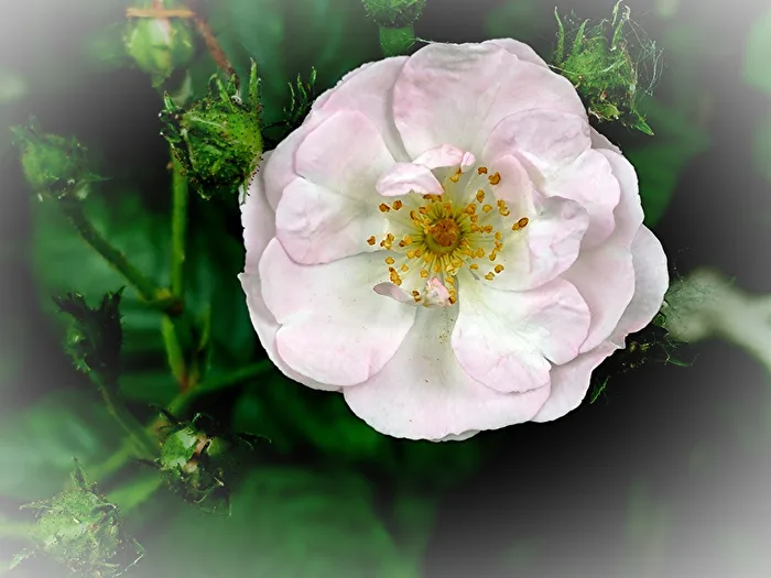 Climbing Rose