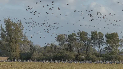 Fischland Darß:  Tausende von Kranichen finden sich jetzt hierein.