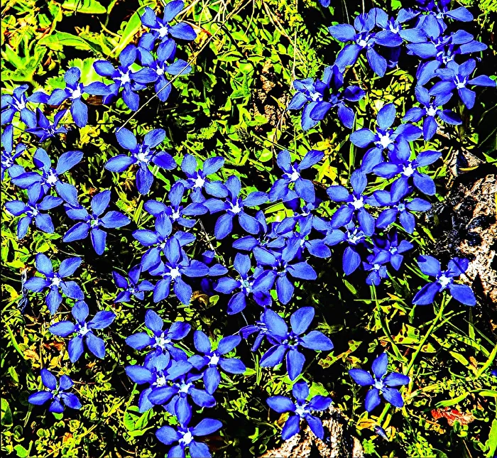 Blue