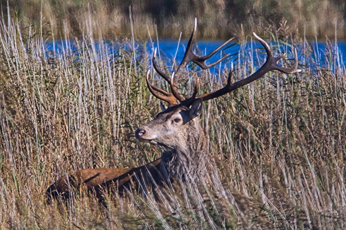 Ein toller Hirsch