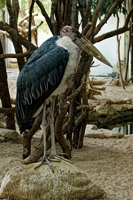 Marabu