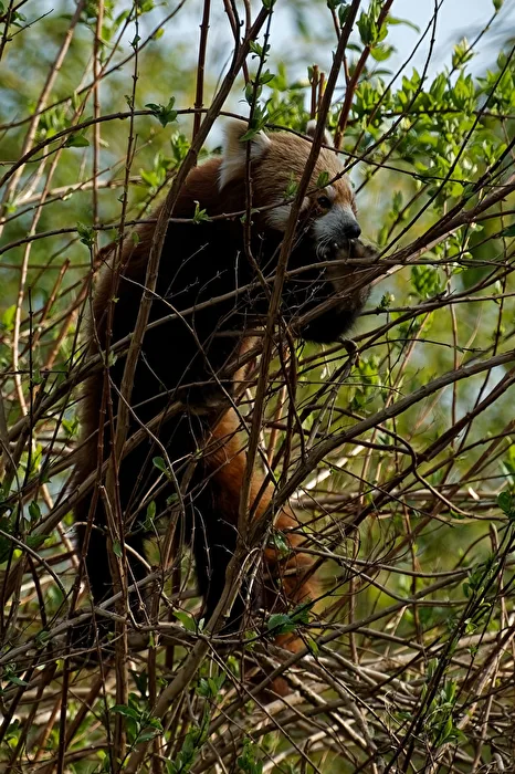 Panda rosso (gatto orso)