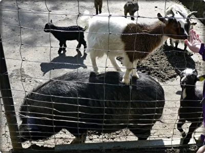 tierische Hilfestellung