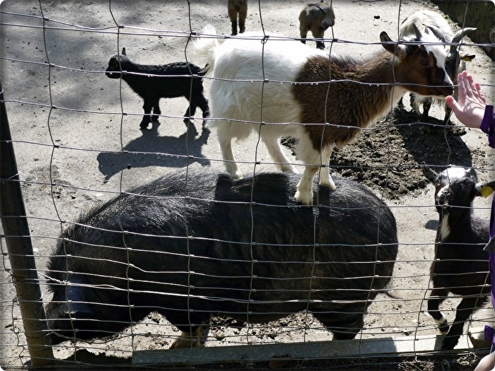 tierische Hilfestellung
