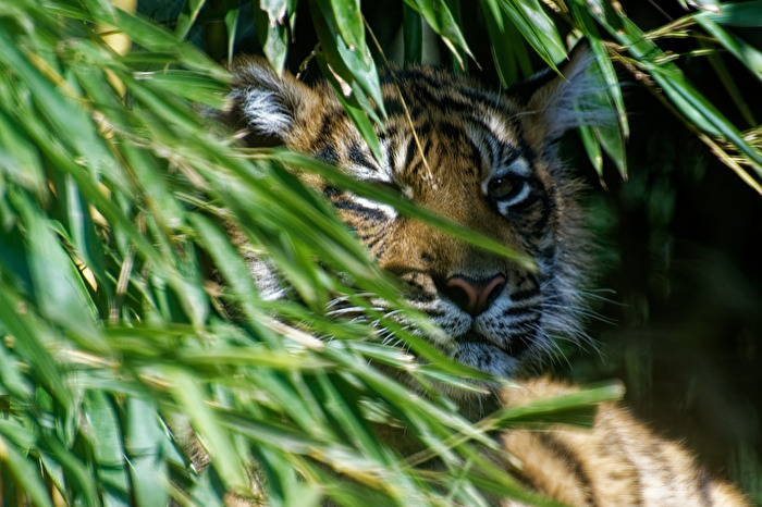 junger Tiger