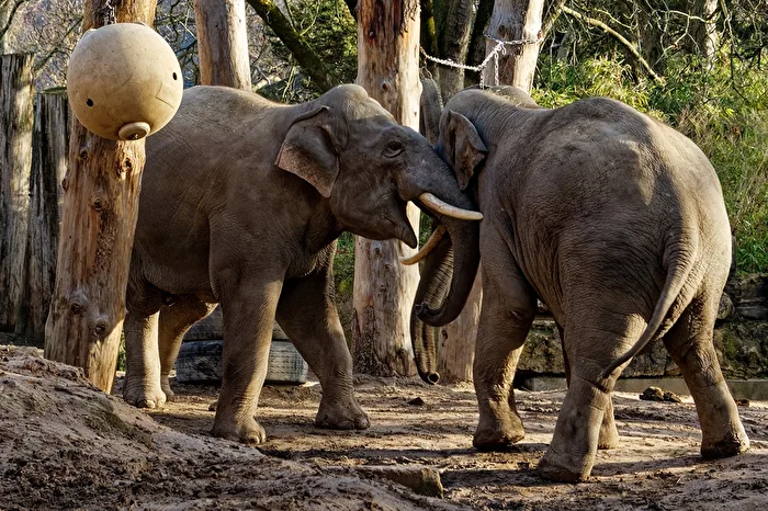 Elephants
