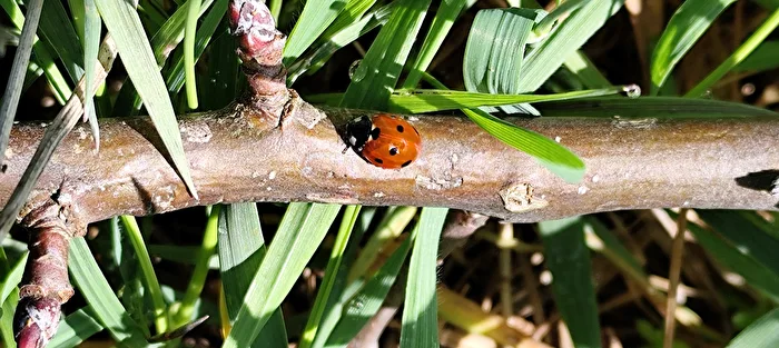 ein bischen Glück
