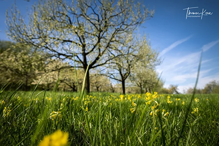 Kirschblüte