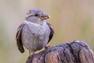 Haussperling mit Beute