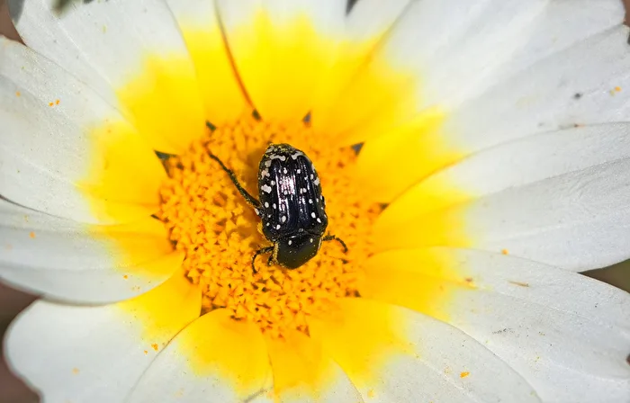 Mourning Rose Beetle