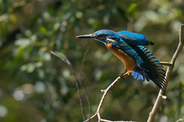 Eisvogel streckt sich