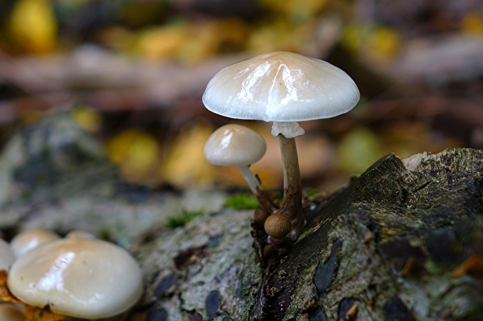 Gemeiner Fußpilz (500-fache Vergrößerung)   :-)