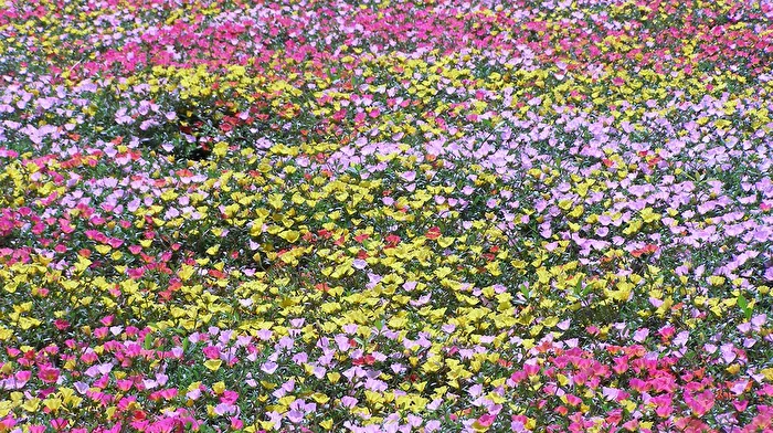 Sea of Flowers