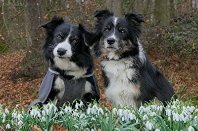 Ciri und Tiara