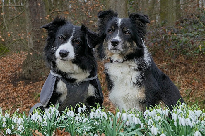 Ciri und Tiara