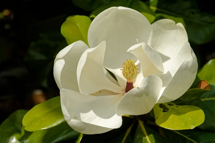 Large-flowered Magnolia