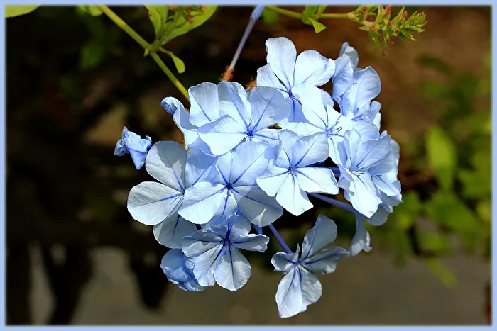 Leadwort Cape