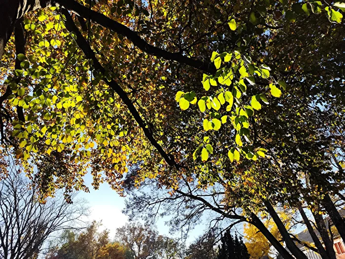 Herbstleuchten