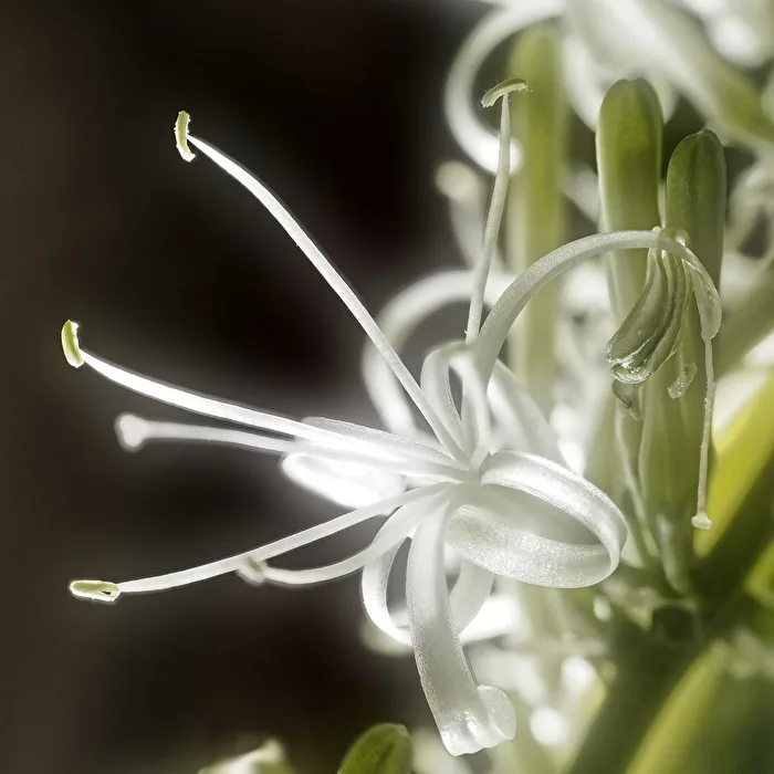 short tales from the living room jungle (3)