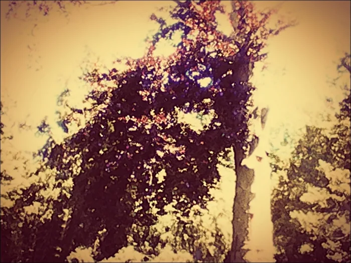 mystery tree - magic tree
