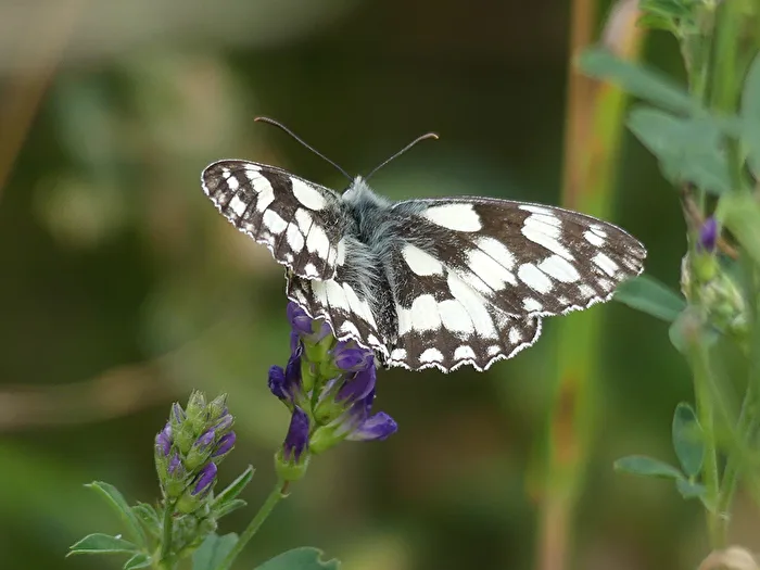Schachbrettfalter