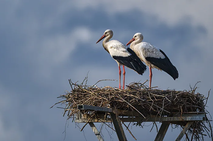 Stork couple newly in love with spring