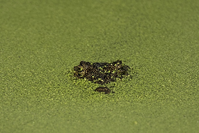 grüne Texturen - Wasserlinsensuppe mit Krokodil