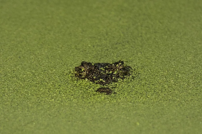 grüne Texturen - Wasserlinsensuppe mit Krokodil
