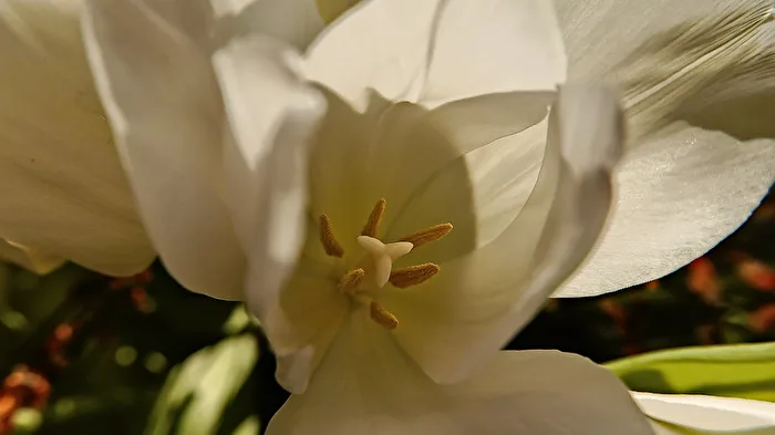 Tulip