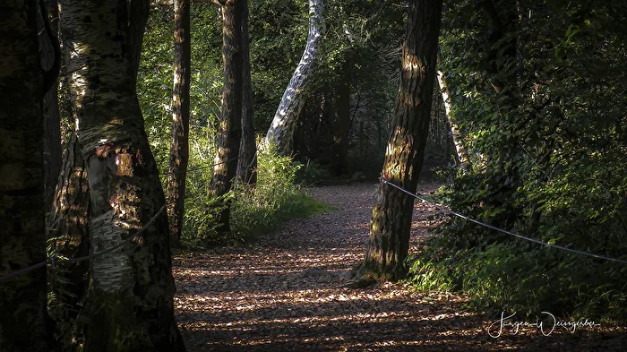 Der Wackelwald