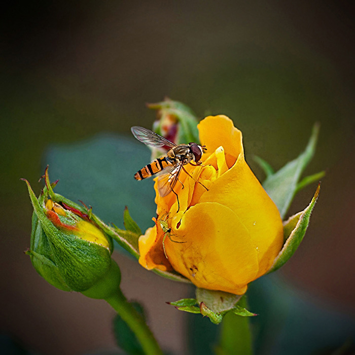 Rose