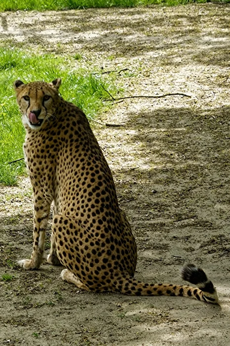 Cheetah