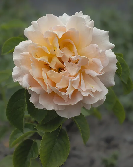 Rose in the Park (Rosa)