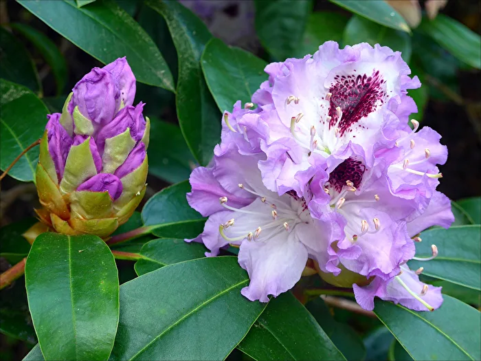 Rhododendron