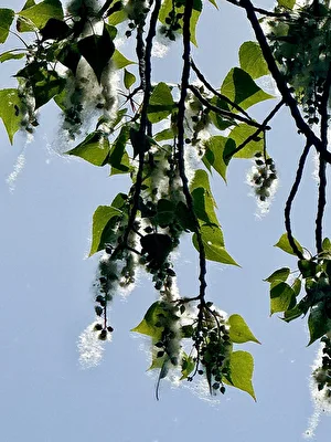Pappelblüte im Gegenlicht