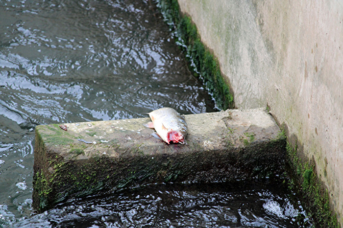 Die Angelschnur scheint gerissen zu sein, Pech für den Angler.