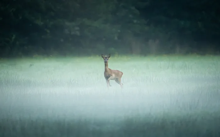 Versteckt im Nebel