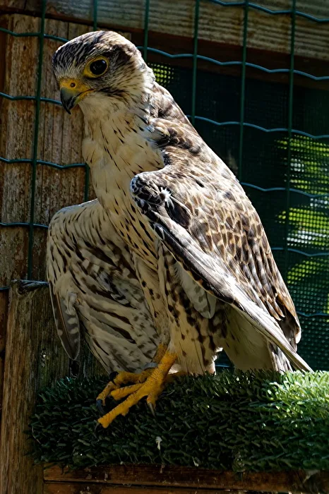 Peregrine Falcon