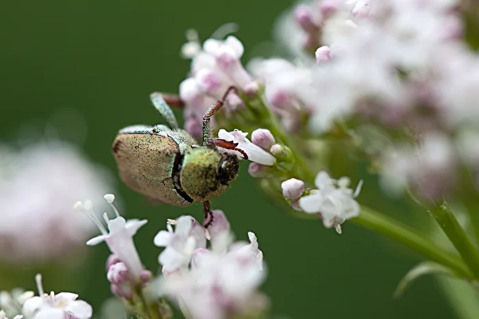 In the garden