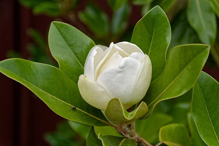 Magnolia