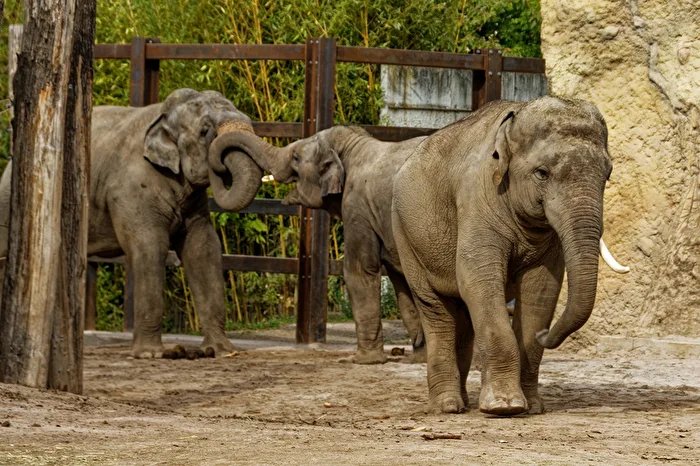 Elephants