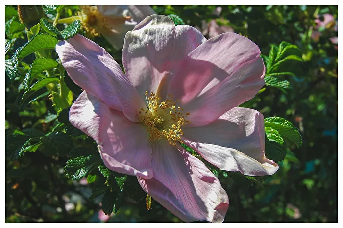 Dog Rose